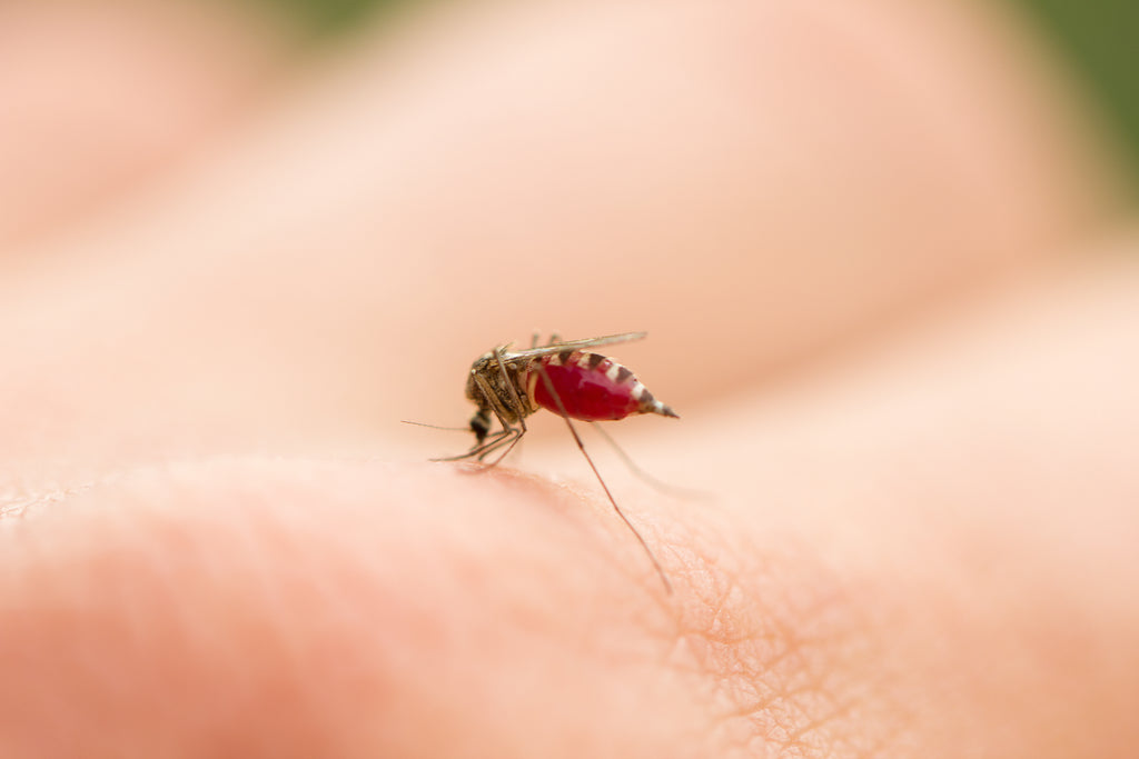 World Malaria Day – 5 Tips to Prevent Malaria